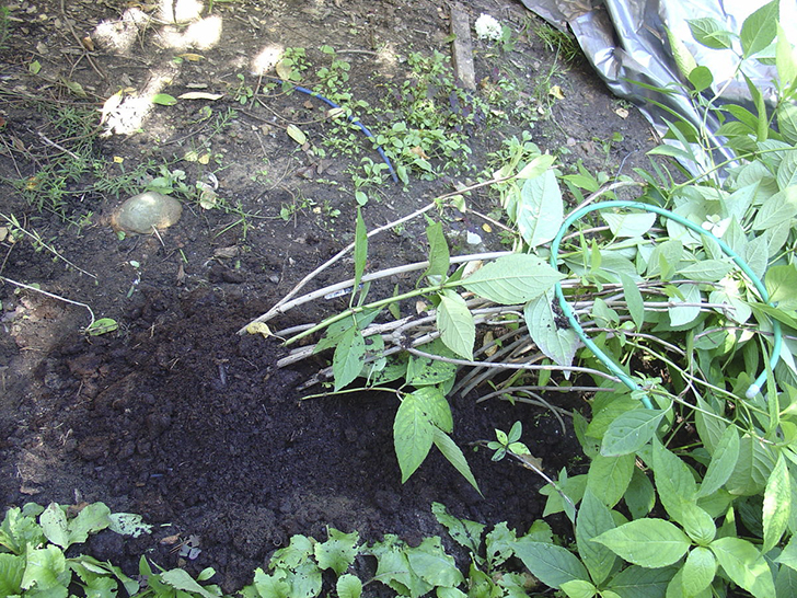 Окучивание и пригибание пильчатой гортензии, фото автора