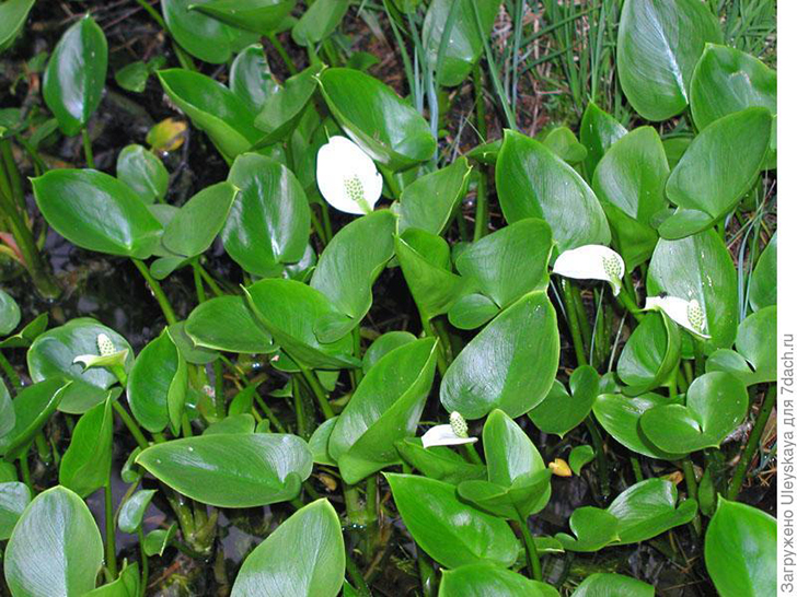 Белокрыльник болотный. Фото с сайта vilingstore.net