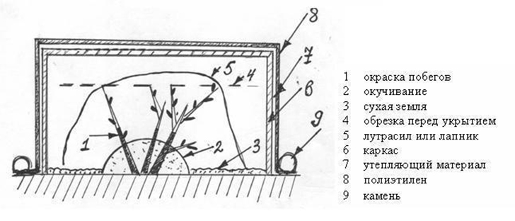 Воздушно-сухое укрытие роз, рисунок автора
