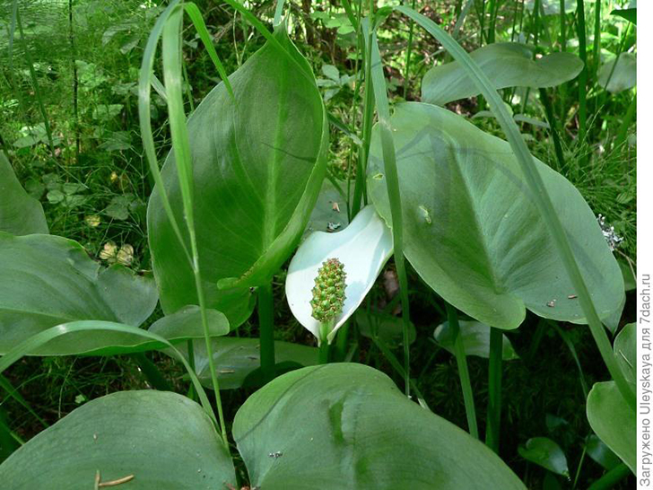 Белокрыльник болотный. Фото с сайта gallery.new-ecopsychology.org