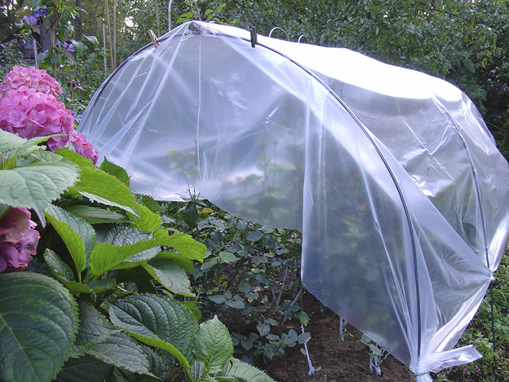 Розы, укрытые полиэтиленовой крышей для просушки. Конец сентября — начало октября, фото автора
