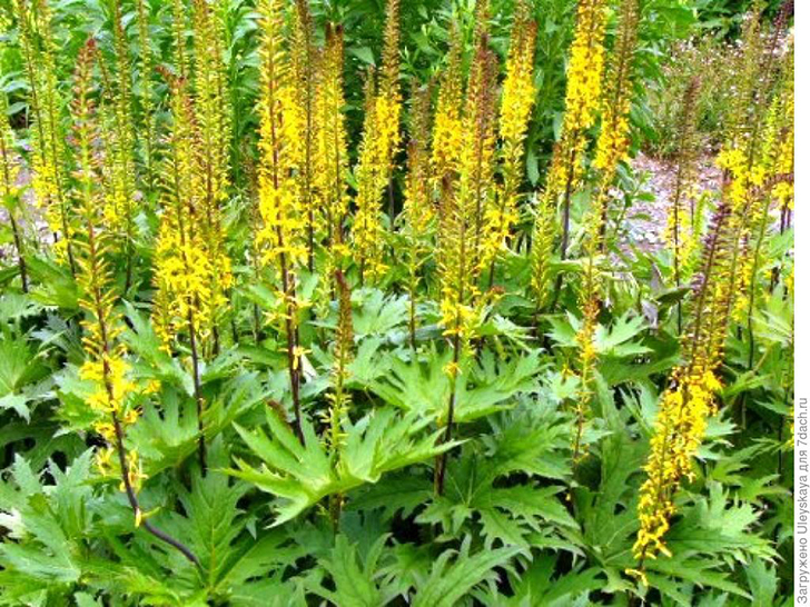 Бузульник Пржевальского. Фото с сайта greenlab.ru