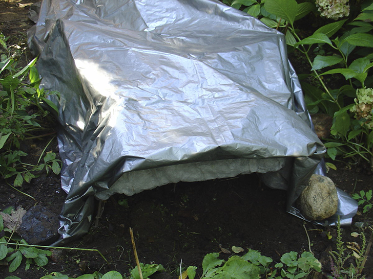 Воздушно-сухое укрытие гортензии. Нижний слой — толстый лутрасил, верхний — серебристая пленка. Открыт продух для проветривания. Фото автора