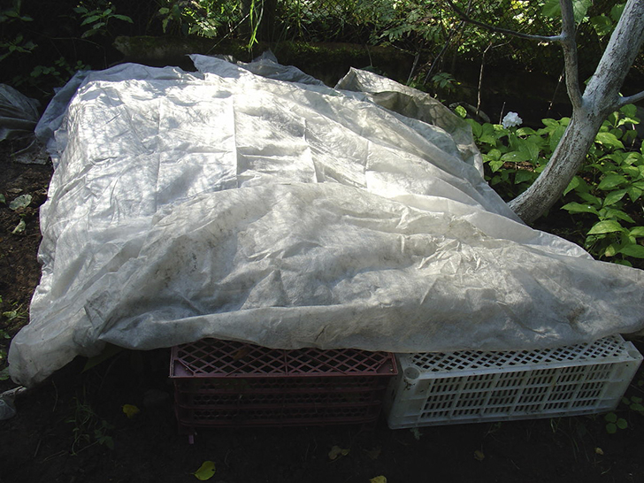 Воздушно-«мокрое» укрытие с помощью пластмассовых ящиков и лутрасила, фото автора