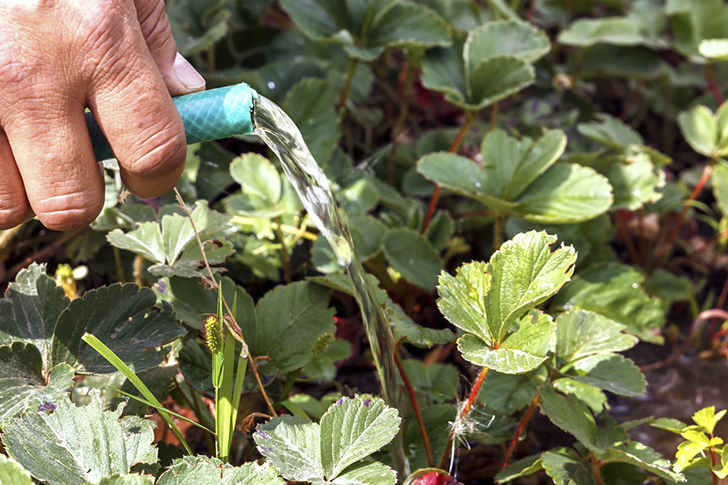 Засушливой осенью землянику регулярно поливают