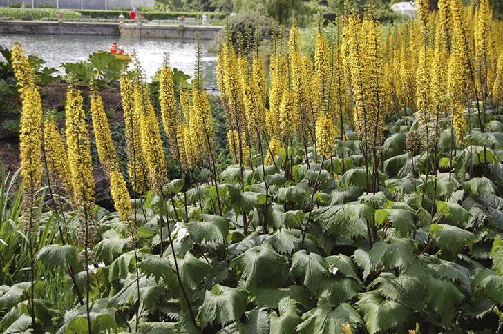 Бузульник узкоголовчатый 'The Rocket'. Фото с сайта landscapearchitect.com
