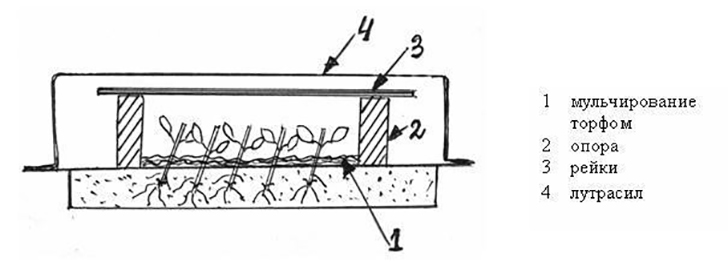 Воздушно-«мокрое» укрытие черенков, рисунок автора