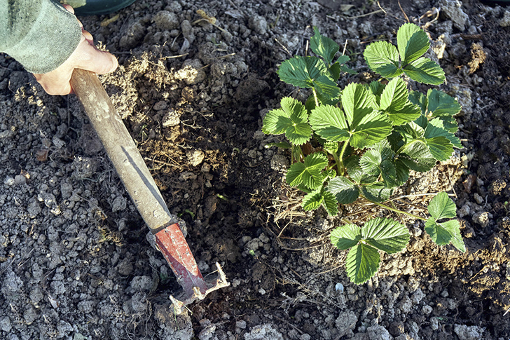 Перед укрытием почву на грядке нужно тщательно разрыхлить