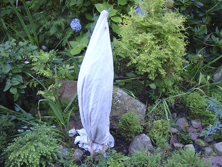 Кипарисовик, укрытый тканевым чехлом, фото автора