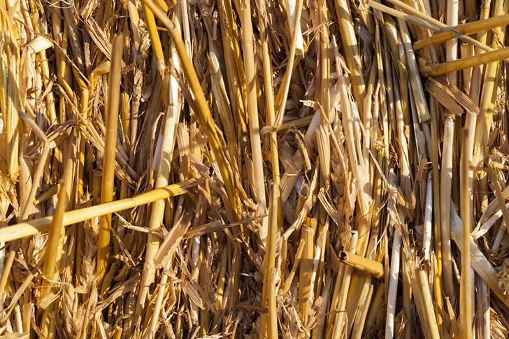 В соломе любят ютиться грызуны