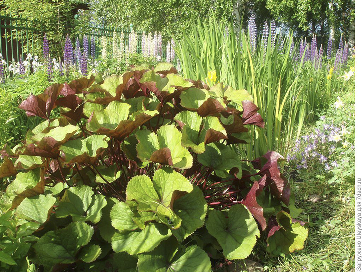 Бузульник зубчатый в композиции. Фото с сайта zpitomnik.ru