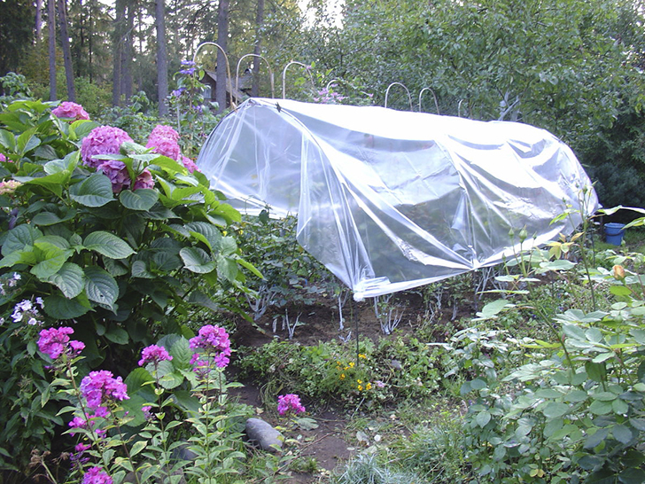 Обязательно просушивайте цветник, который собираетесь укрывать с использованием пленки. Фото автора
