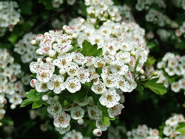 Боярышник — незаменимое растение для декоративного садоводства