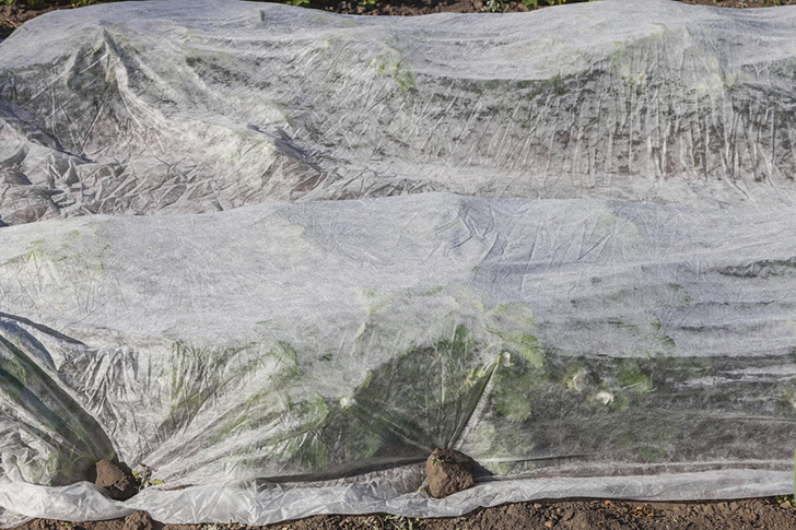 Землянику можно укрыть агроволокном