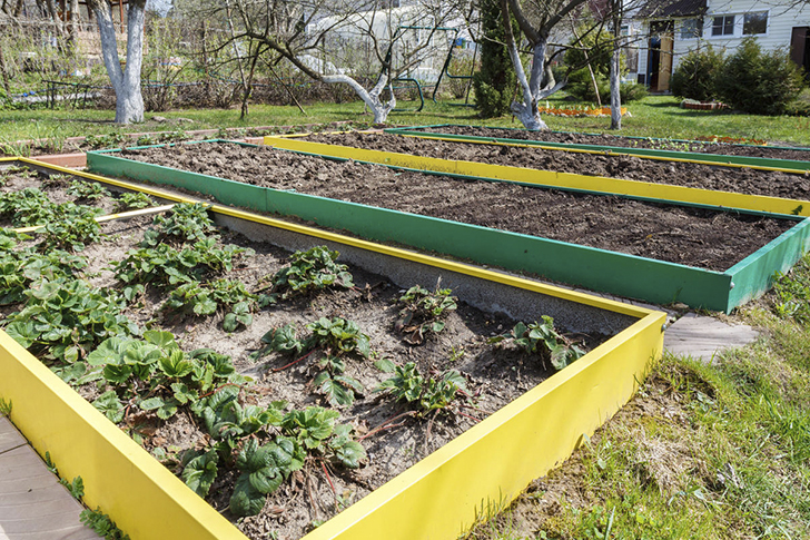 Земляника весной трогается в рост очень рано