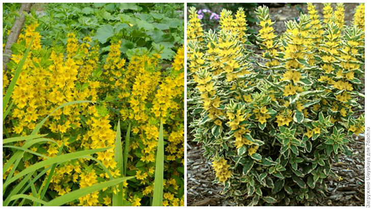 Слева: вербейник точечный. Фото Наташи (Natasha 777). Справа: вербейник точечный 'Alexander'. Фото с сайта dekorsad56.ru