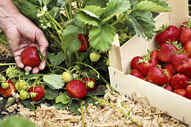 Комфортная зимовка — залог щедрого урожая