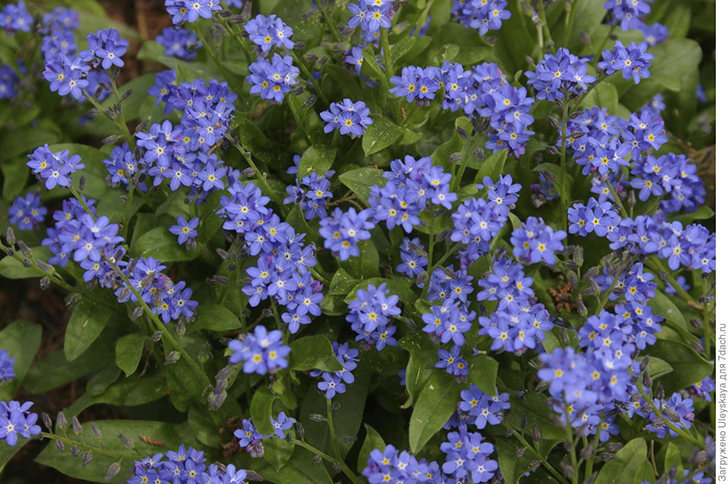 Цветут незабудки