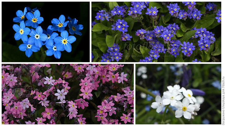 Вверху слева: незабудка лесная 'Blue Ball'. Фото с сайта ru.pinterest.com. Вверху справа: незабудка лесная 'Victoria Blue'. Фото с сайта fotoflora.ru. Внизу слева: незабудка лесная 'Victoria Rose'. Фото с сайта chaletnursery.com. Внизу справа: Незабудка лесная 'Victoria White'. Фото с сайта youtube.com