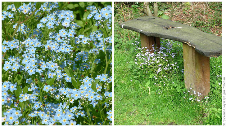 Слева: незабудка болотная 'Mermaid'. Фото с сайта bethchatto.co. Справа: она же у садовой скамьи. Фото с сайта floribunda.ru