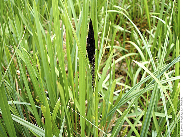 Осока береговая. Фото с сайта naturespot.org