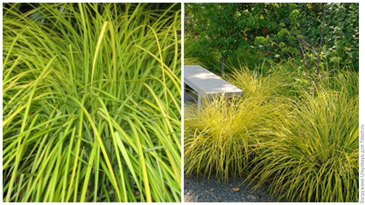 Слева: осока высокая 'Желая'. Фото с сайта fallingwaterdesigns.com. Она же у садовой скамьи. Фото с сайта ru.pinterest.com