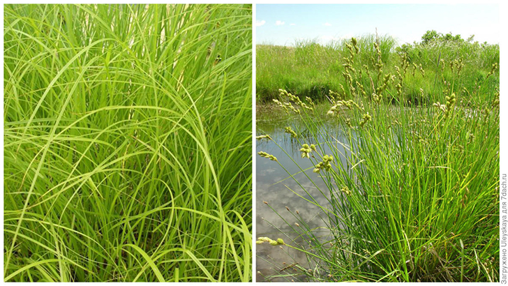 Слева: осока лисья американская. Фото с сайта wickleinsnativeplants.com. Справа: осока метельчатая. Фото с сайта gobotany.nativeplanttrust.org