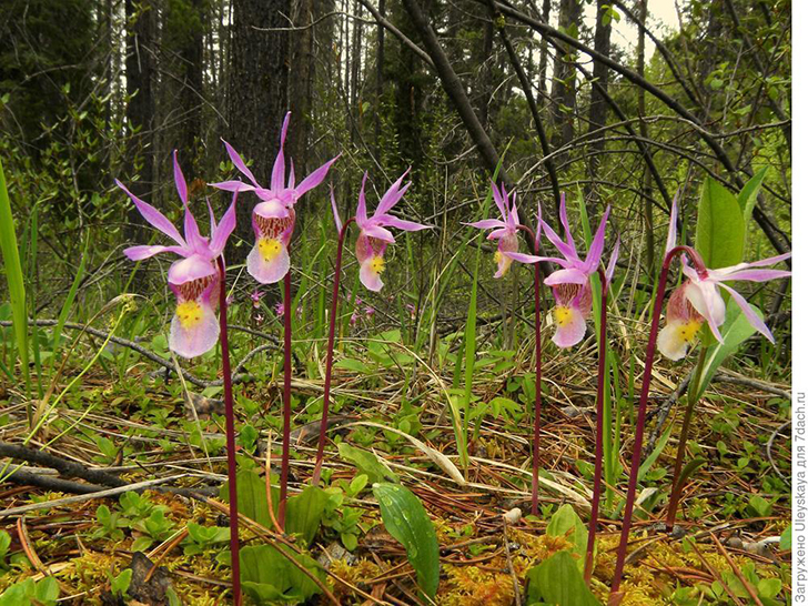 Орхидея калипсо луковичная. Фото с сайта goorchids.northamericanorchidcenter.org