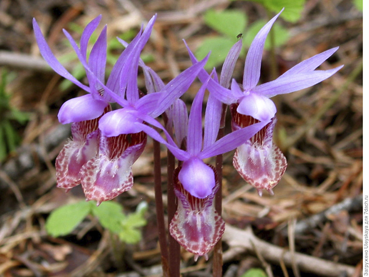 Калипсо луковичная. Фото с сайта oregonstate.edu