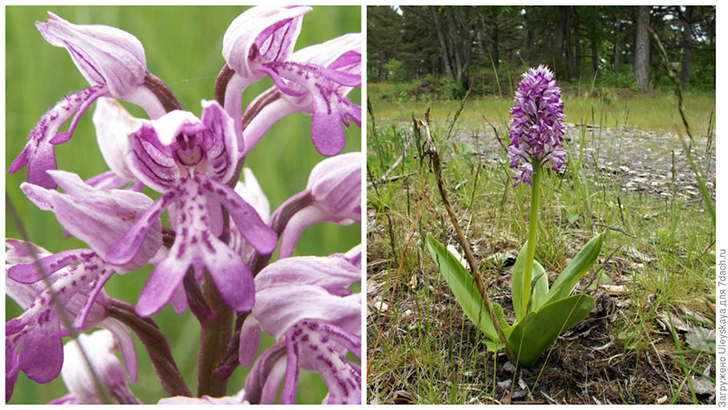 Ятрышник шлемоносный. Фото с сайта wikimedia.org