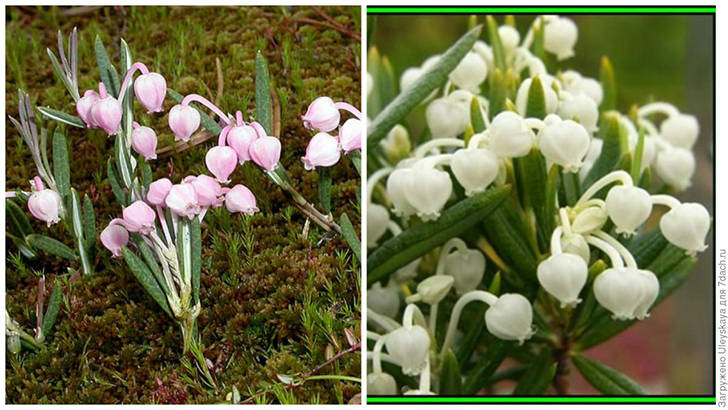 Слева: подбел обыкновенный. Фото с сайта ото сайта lightphotos.ru. Справа: подбел обыкновенный 'Альба' . Фото с сайта вidorbuy.com