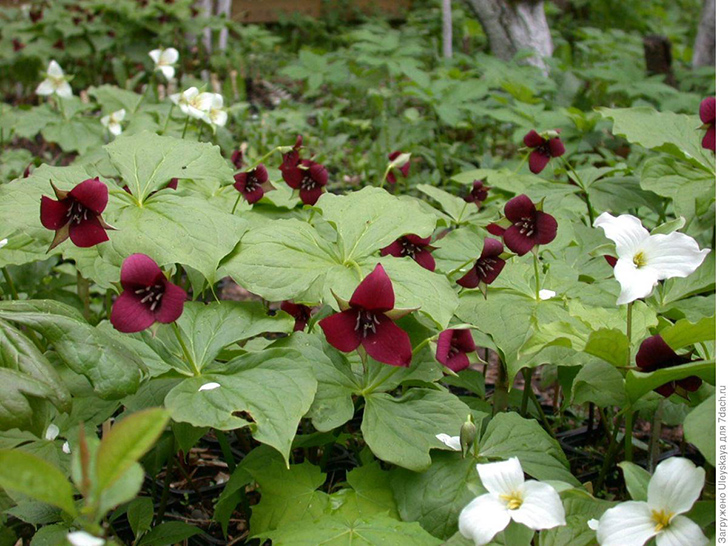 Триллиумы. Фото © ЭДСР, flower.onego.ru