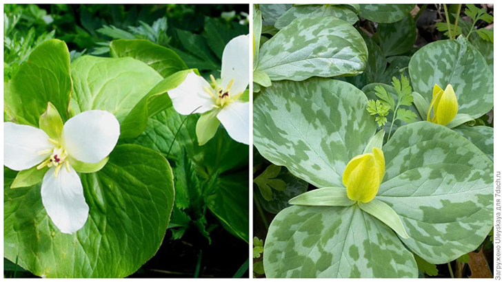 Слева: триллиум камчатский. Фото с сайта soulesgarden.com. Справа: триллиум желтый. Фото с сайта blumengardens.com
