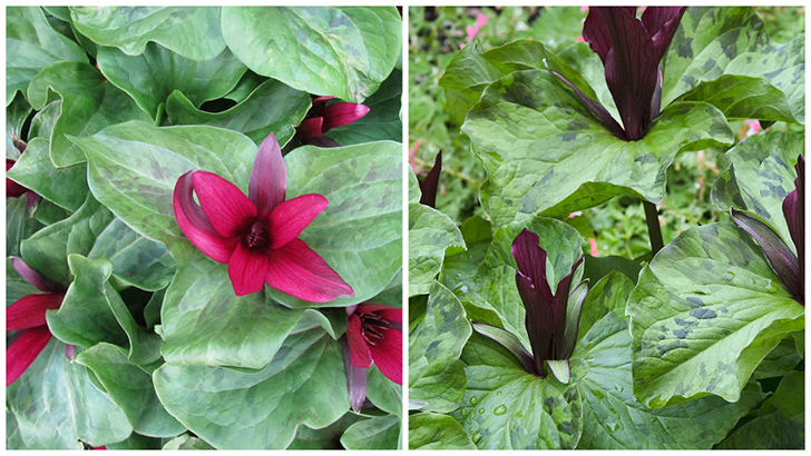 Слева: триллиум зеленолепестный. Фото с сайта. Справа: триллиум зеленолепестный 'Volcano'. Фото с сайта lindacochran.blogspot.com