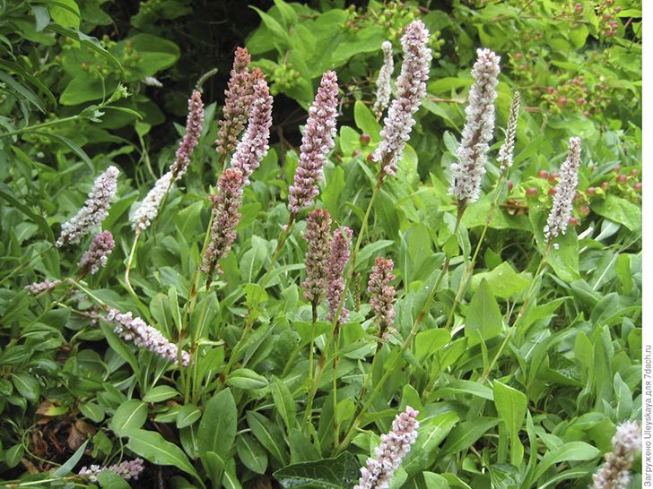 Горец родственный