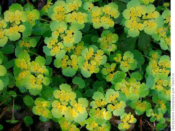 Селезеночник очереднолистный. Фото с сайта oldboy.icnet.ru