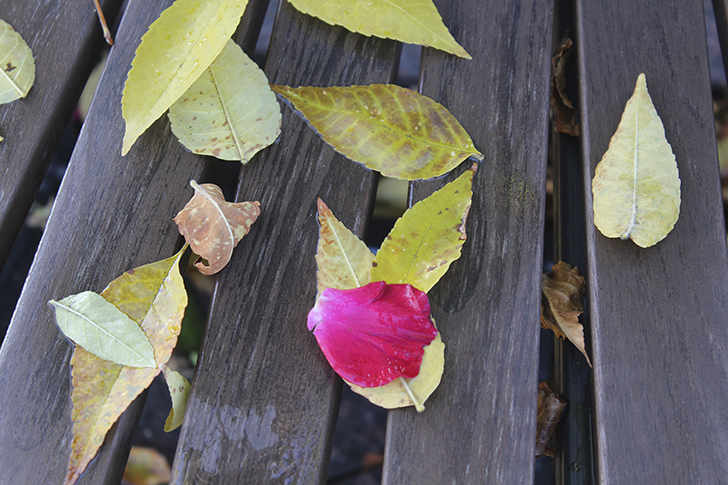 Фото Василия и Марины Кузьминых (осень, 2025)
