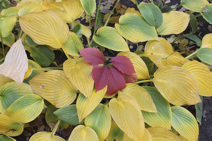 Фото Василия и Марины Кузьминых (осень, 2025)