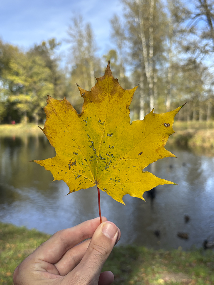 Фото-прогулка по уютному Клину (фото Олег Д., осень, 2025)