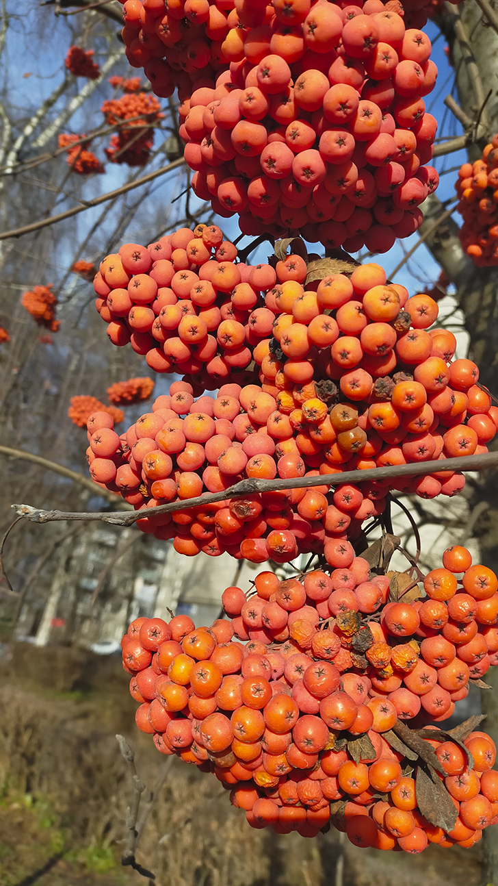 Фото В.Кузьмин (осень, 2025)