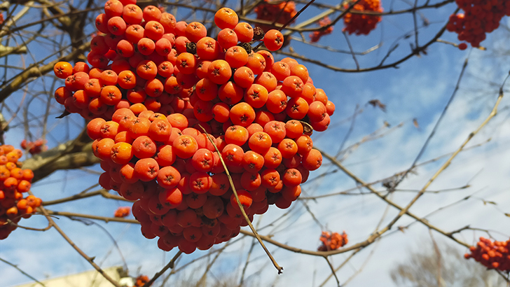 Фото В.Кузьмин (осень, 2025)