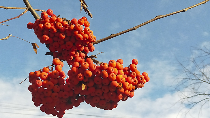 Фото В.Кузьмин (осень, 2025)