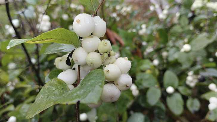 Фото В.Кузьмин (осень, 2025)