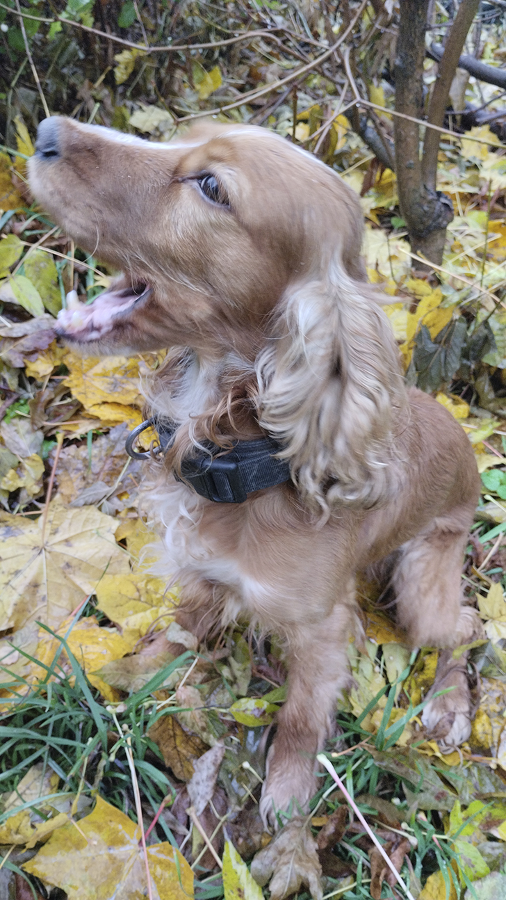 Фото В.Кузьмин (осень, 2025)