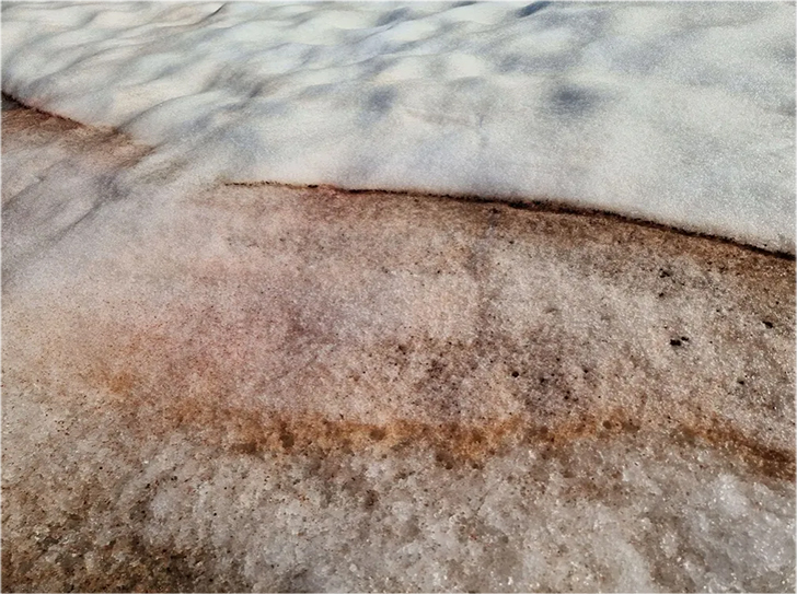 Каротиноиды ледниковых водорослей, покрывающие поверхность ледника Аустре Брёггербреен (Шпицберген)