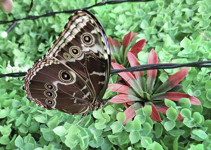 Зимнее лето в Питере и встреча с живыми цветами (фото Ольга Полупан, 2025)