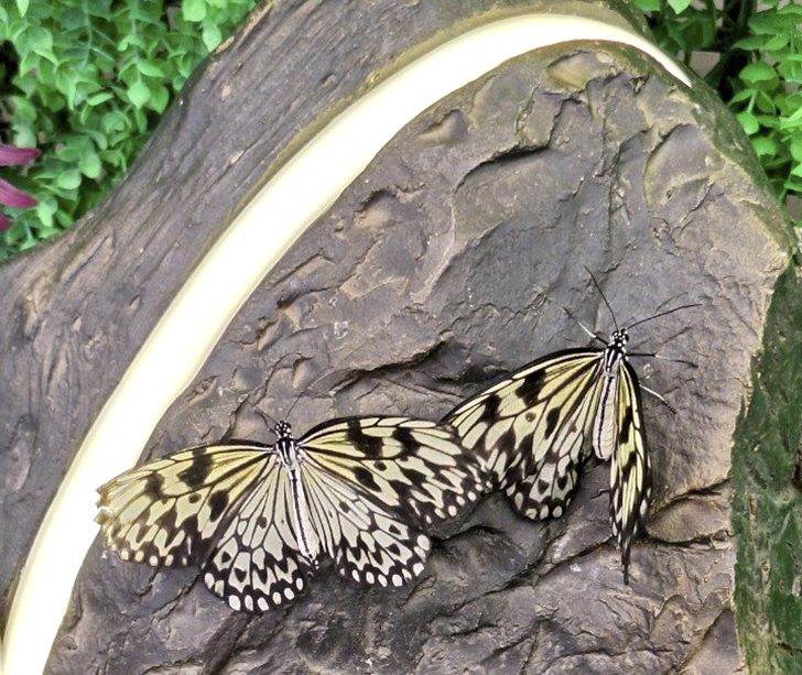 Зимнее лето в Питере и встреча с живыми цветами (фото Ольга Полупан, 2025)