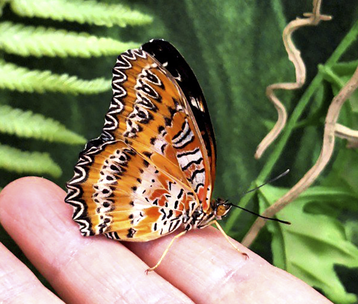 Зимнее лето в Питере и встреча с живыми цветами (фото Ольга Полупан, 2025)