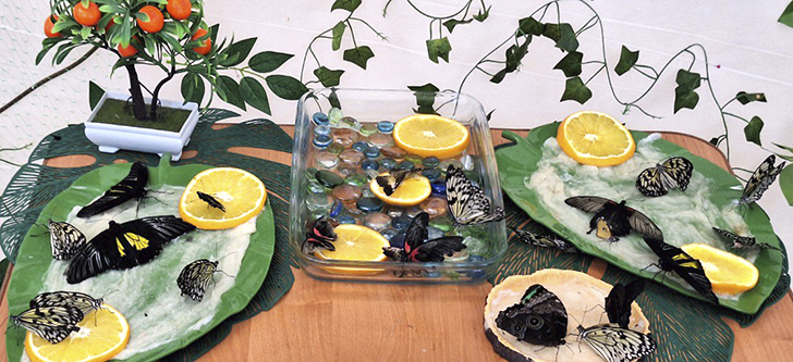 Зимнее лето в Питере и встреча с живыми цветами (фото Ольга Полупан, 2025)