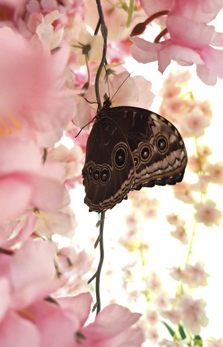 Зимнее лето в Питере и встреча с живыми цветами (фото Ольга Полупан, 2025)